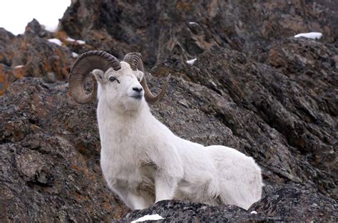 Discover The Largest Dall's Sheep Ever Caught in Alaska - A-Z Animals