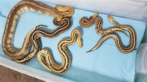 Image result for Blood Python Feeding