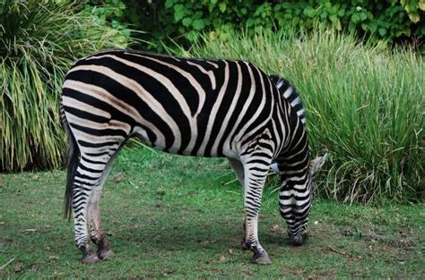 Zoo In Adelaide Guide: Everything About This Animal Haven