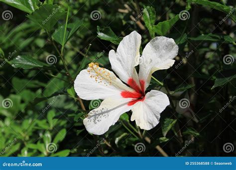 White Hibiscus Flower with Nature Back Ground Stock Photo - Image of ...