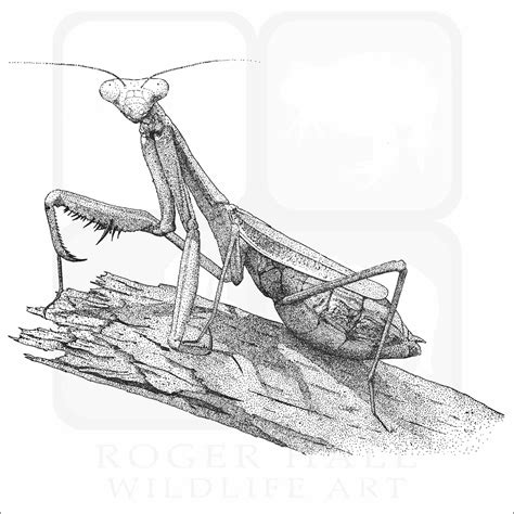 Praying Mantis Art