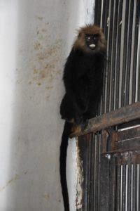 Gallery : New arrivals at Hyderabad Zoological Park