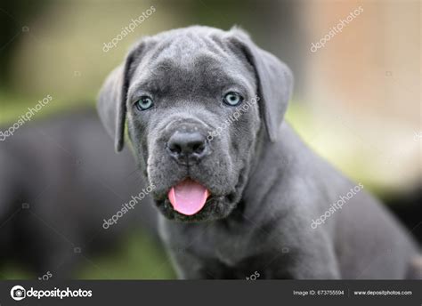 Cane Corso Grey