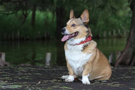 Dorgi – Corgi Dachshund Mix Breed Guide: Traits, Care & Facts