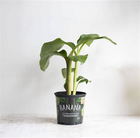 Image result for Blue Java Ice Cream Banana