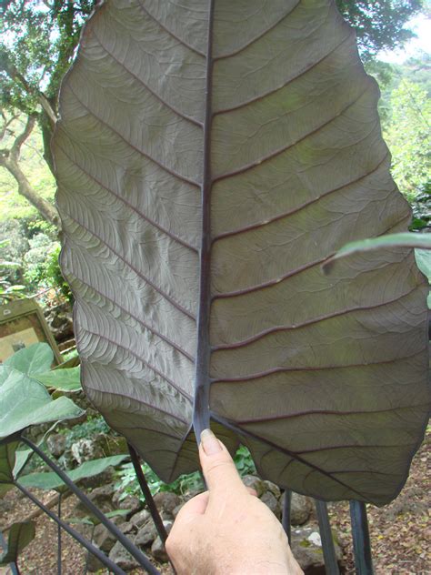 Polynesian Produce Stand : ~BLUE 'APE~ Blue Tannia TARO Xanthosoma violaceum EDIBLE ELEPHANT EAR ...