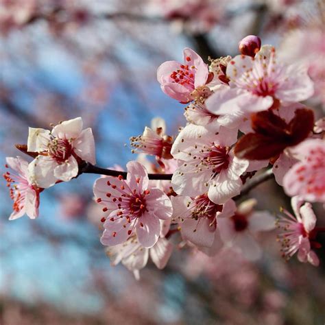Flowering Plum Tree 的图像结果