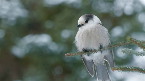 The Gray Jay: National Bird of Canada - A-Z Animals