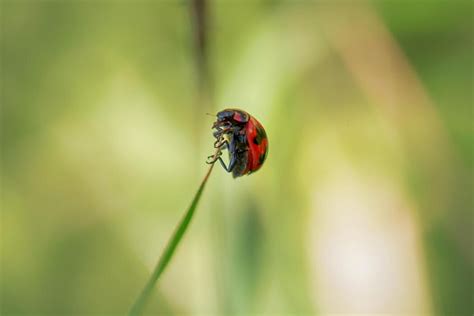 Image result for Ladybug Flying