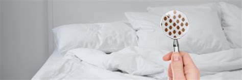 How to Get Rid of Rats at Home - Ways to Remove Rats Fast & Naturally