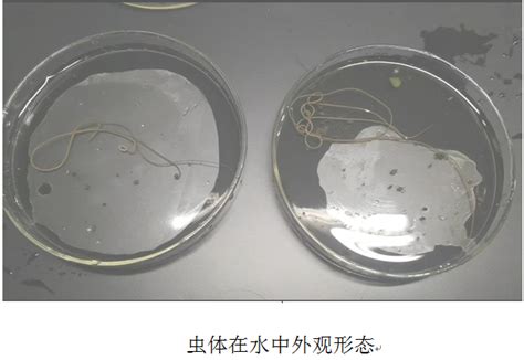 彭州水域惊现的“龙线虫”经省畜科院专家 鉴定为铁线虫