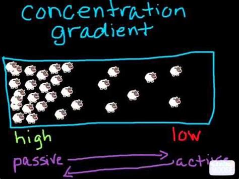 Image result for Cocentration Gradients
