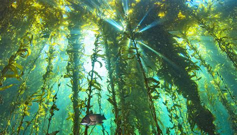Who Lives In Kelp Forests at Donald Brubaker blog