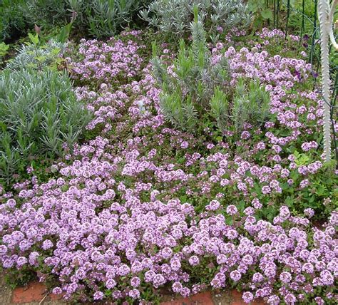 Lemon-Scented Thyme Ground Cover at Ninfa Brown blog