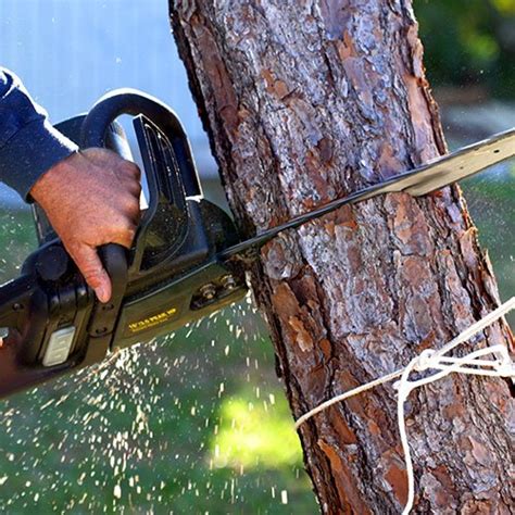 Image result for Houston TX Tree Service