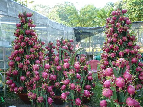 Grow Dragon Fruit