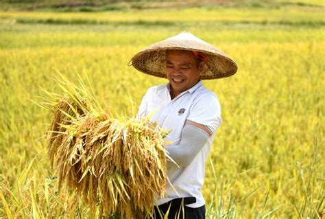 铜仁：粮食单产水平稳步提升_种植_水稻_农业