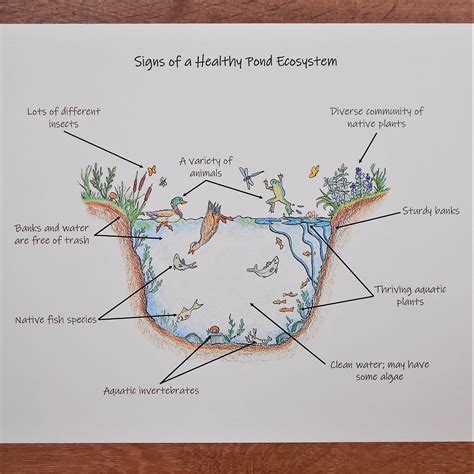 Pond Ecosystem Diagram For Kids
