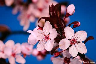 Spring flowers blooming! 花開富貴....桃花运 :) | Spring flowers blo… | Flickr