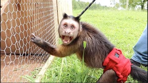 Capuchin MonkeyBoo 的图像结果