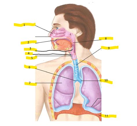 Thorax Function 的图像结果