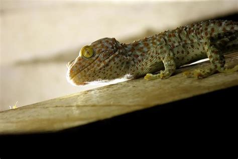 Image result for Gecko Pattern-Free