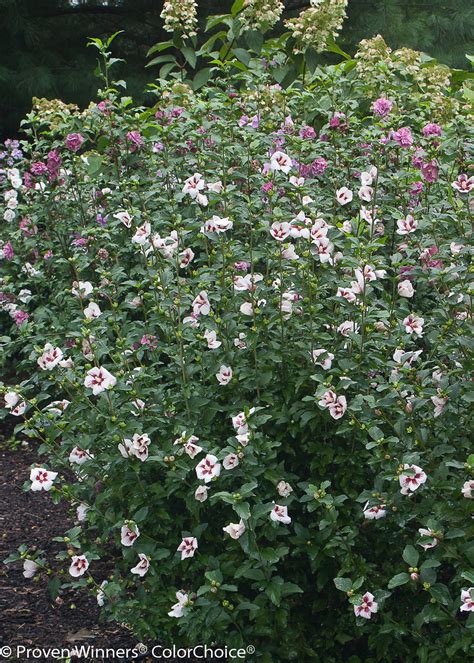 Lil' Kim® - Rose of Sharon - Hibiscus syriacus | Proven Winners