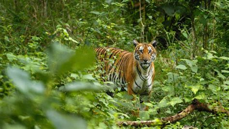 Conservation Of Tiger