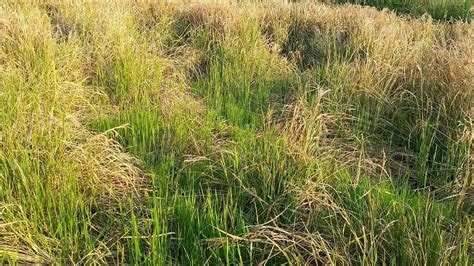 Palghar: Wild boars destroy farming activity, farmers demand ...