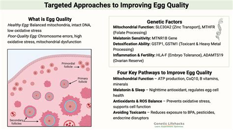 Trying to get pregnant? Targeted Approaches to Improving Egg Quality