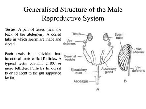 Image result for Insect reproductive system Insect Fertilization