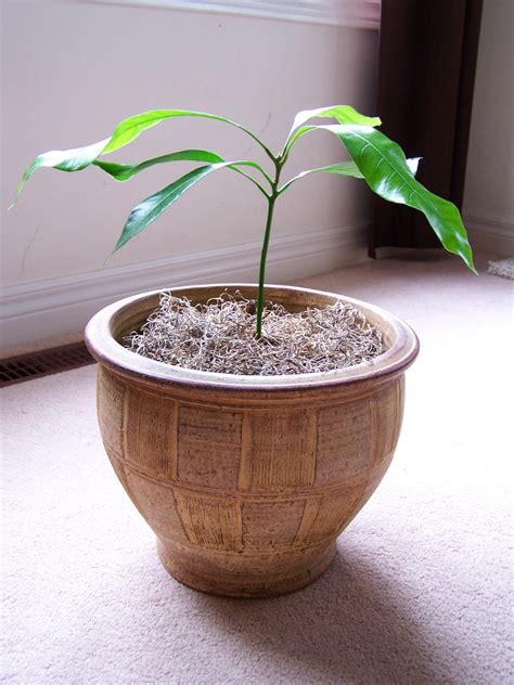 Image result for Mango Sprouting