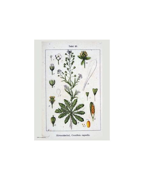 Shepherd's Purse (Capsella bursa-pastoris) seeds