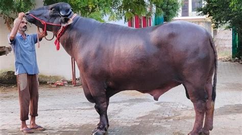 Buffalo became the center of attraction in Meerut crowd gathered to ...
