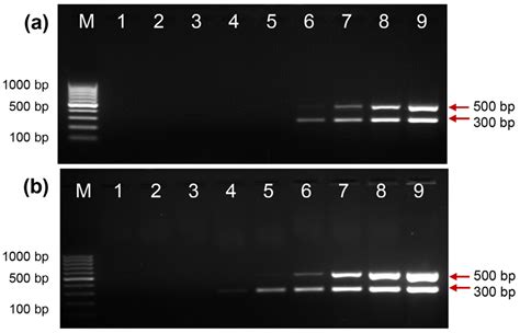 DNA PCR 的图像结果