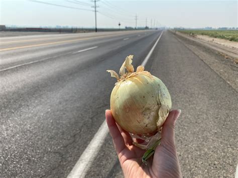 What’s a road onion? And where to find one in eastern Oregon – Here is ...