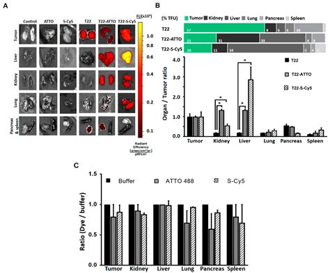 Fluorescent Dye Labeling Changes the Biodistribution of Tumor-Targeted ...