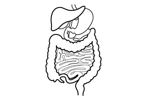 Human Digestive System Drawing at GetDrawings | Free download