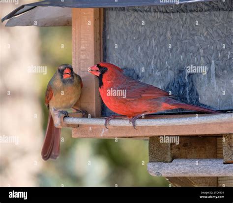 Pair of male and female of northern cardinals eating at bird feeder ...