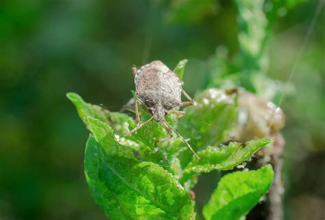 Stink Bugs - Golden Hills Pest control