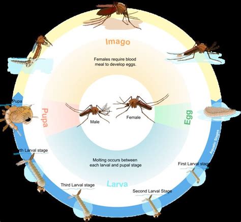 Image result for Python Biological Life Cycle
