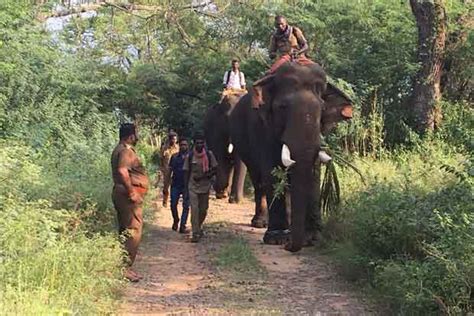 4 kumkis deployed to drive away jumbos spoiling farmlands