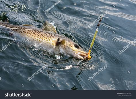 Image result for Atlantic Cod Fishing