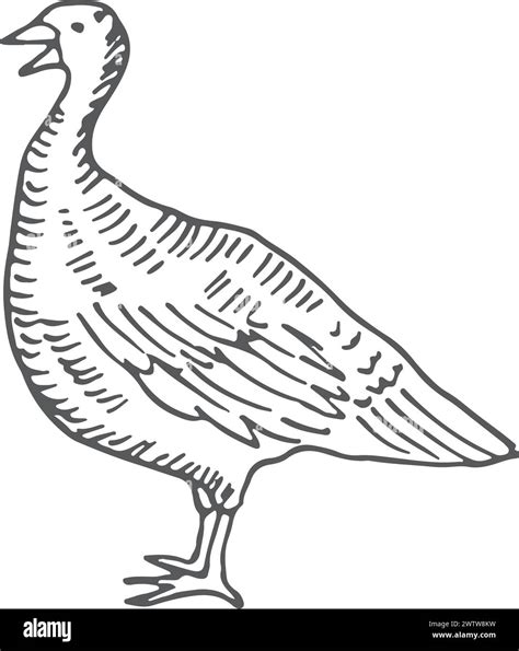 Turkey bird drawing hi-res stock photography and images - Alamy