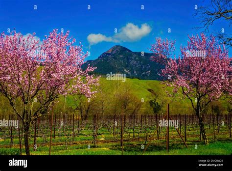 Image result for St. Helena Tree Felling