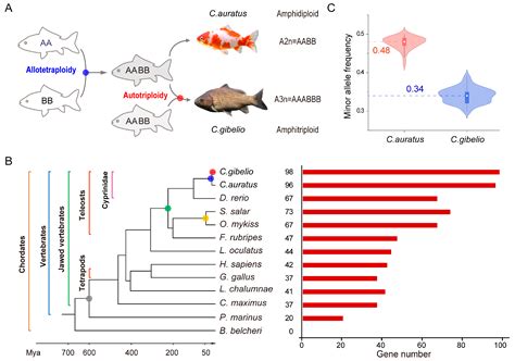 Genomic and Transcriptional Profiles of Kelch-like (klhl) Gene Family ...