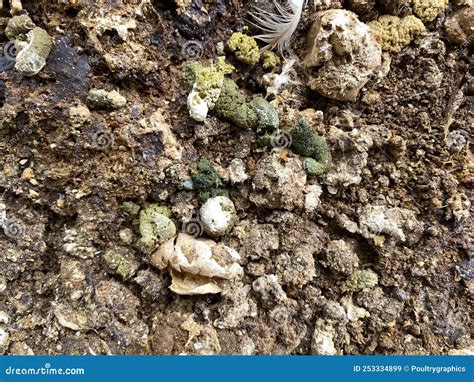 Green Feces, Abnormal Chicken Manure Stock Image - Image of clostridium ...