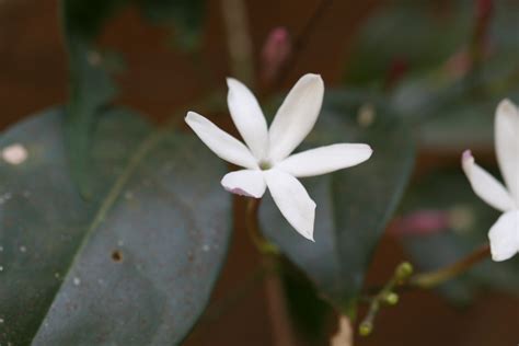 India Flora Online
