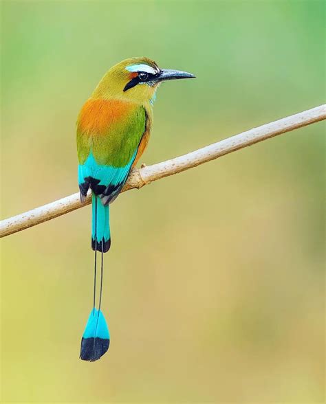 National Animal Of El Salvador at Sophia Sutcliffe blog