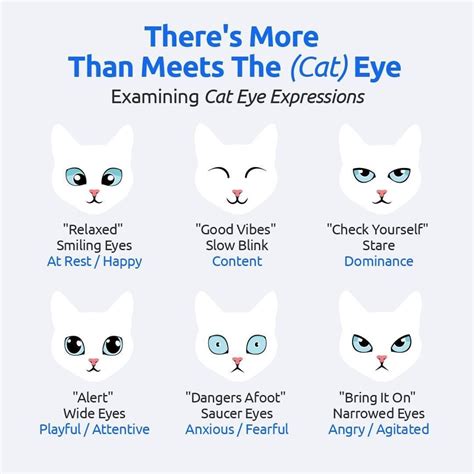 Image result for Cat Language